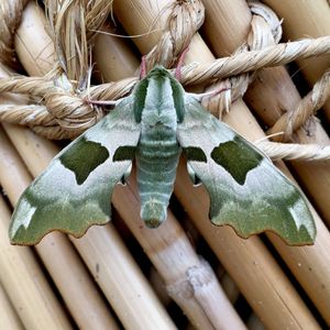 High angle view of vegetables on table