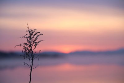 Silhouette plant against romantic sky at sunset