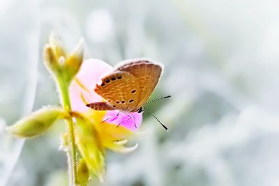 Close-up of butterfly pollinating on flower