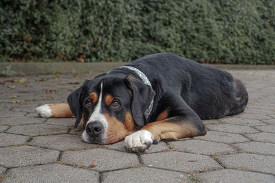 Portrait of dog resting on footpath