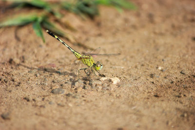 Close-up of insect on land