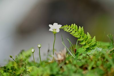 Close-up of small plant growing on field