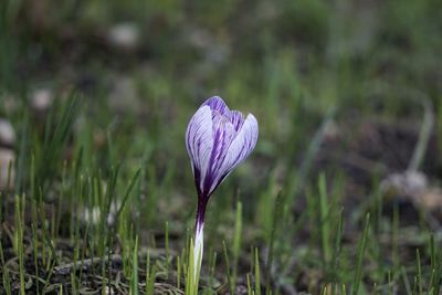 Close-up of purple crocus flower on field