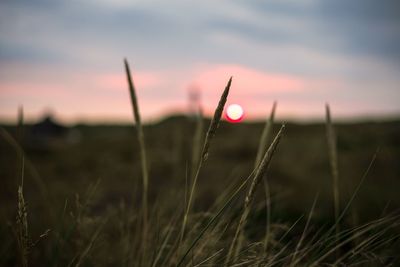 Close-up of grass on field against sky during sunset