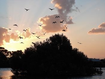 Silhouette birds flying against sky during sunset