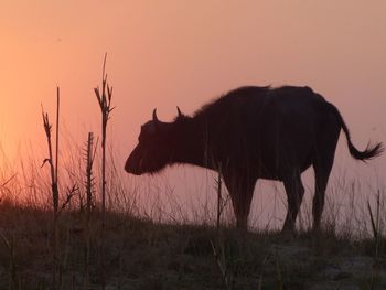 View of a horse on field during sunset