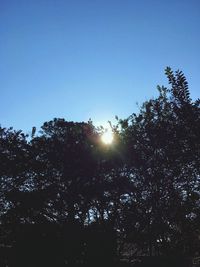 Silhouette trees against clear sky during sunset