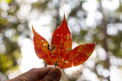 Close-up of hand holding maple leaves during autumn