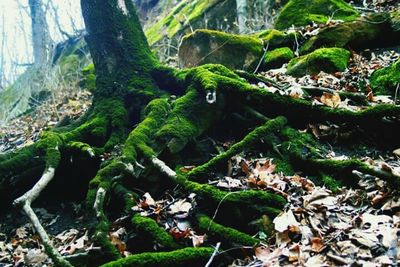 Trees growing in forest