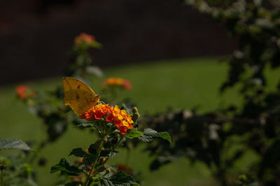 Close-up of orange flower on plant