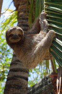 Low angle view of monkey on tree
