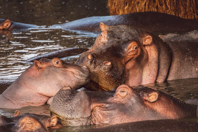 Group of hippopotamus with cub in the lake