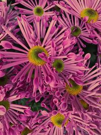 Close-up of pink flowers blooming outdoors