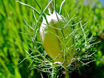 Close-up of plant