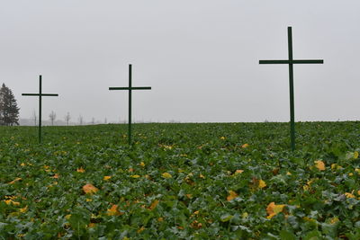 Plants growing on field against sky