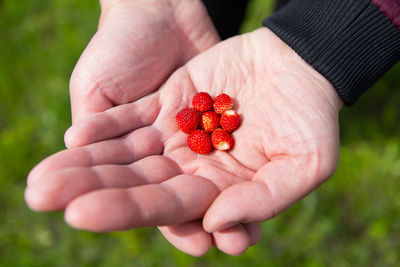 A male farmer shows a ripe red strawberry in his hands full of fresh ripe strawberries. 