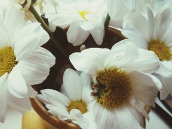 Close-up of flowers blooming outdoors