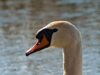 Close-up of swan