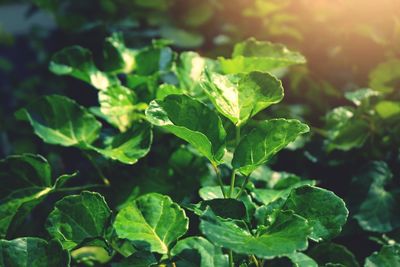 Close-up of green leaves