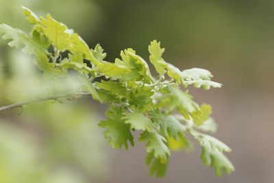 Close-up of oak leaf