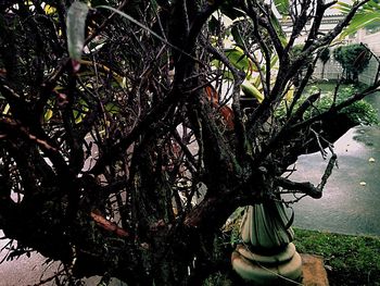 Close-up of flowering plant on tree trunk