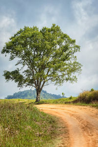 Tree on field by road against sky