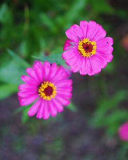 Close-up of pink flower