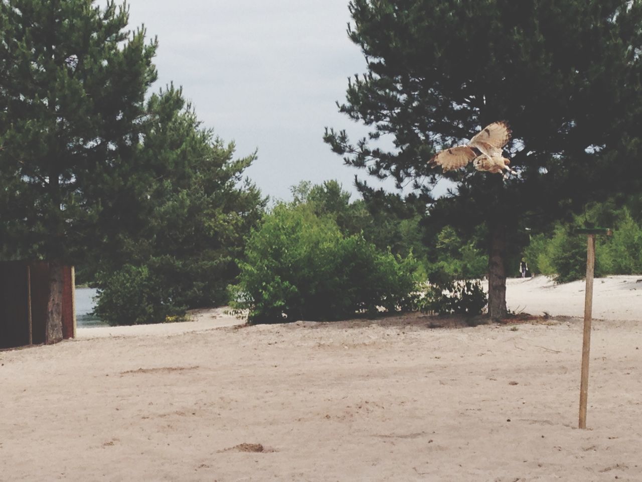 tree, growth, sand, tranquility, sky, nature, day, tranquil scene, sunlight, built structure, clear sky, tree trunk, outdoors, landscape, no people, beach, shadow, park - man made space, absence, architecture