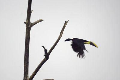 Low angle view of bird flying in the sky