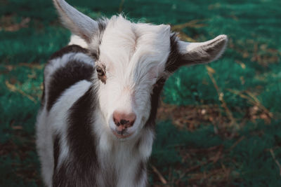 Close-up portrait of goat on field