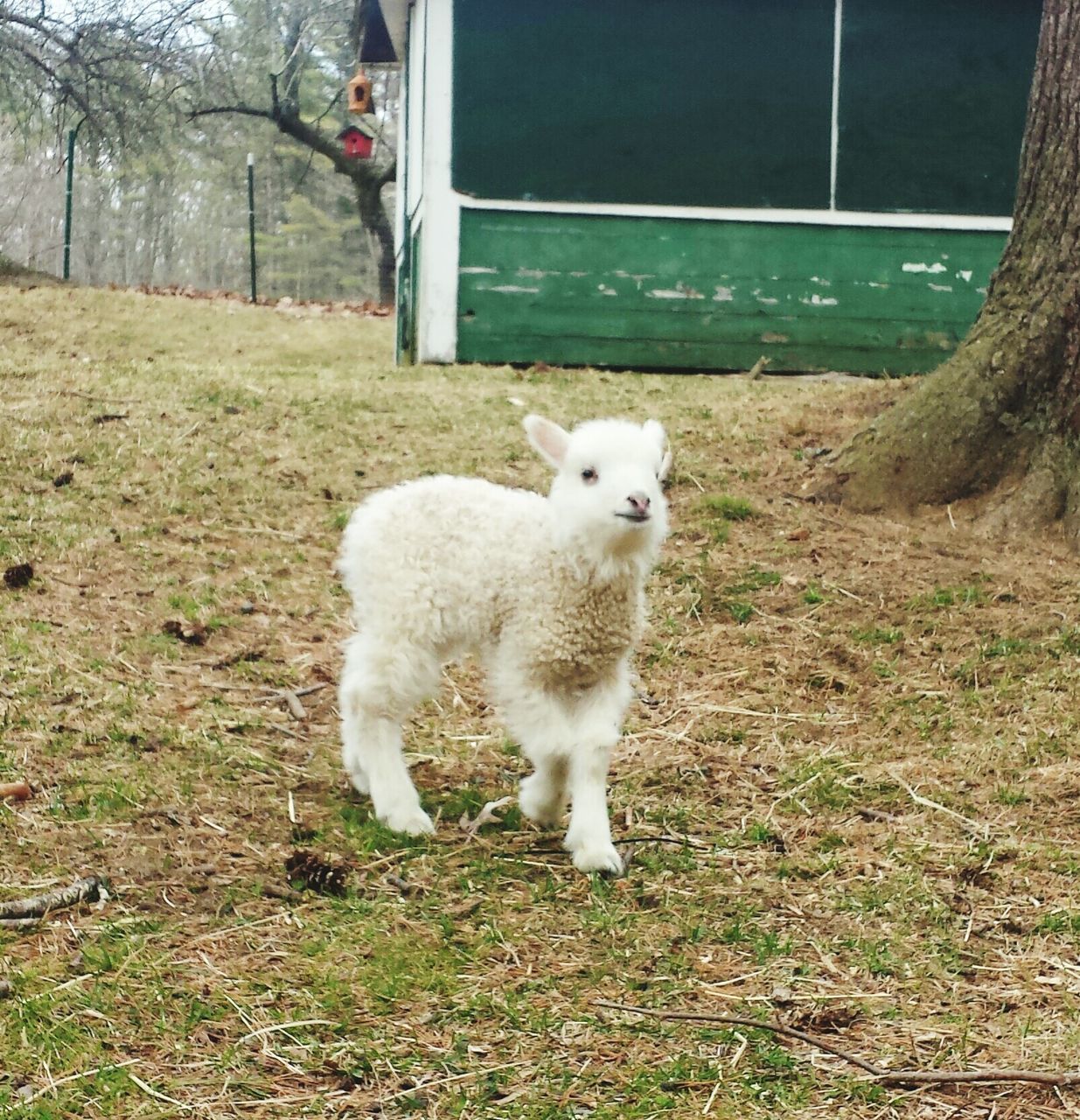 animal themes, domestic animals, mammal, pets, one animal, grass, white color, field, standing, dog, portrait, looking at camera, full length, sitting, sheep, young animal, grassy, day, front view, outdoors