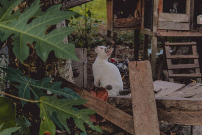 View of a cat