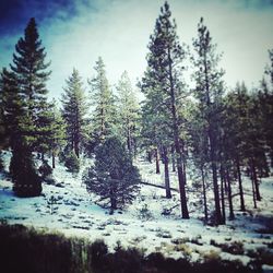 Trees on snow covered field