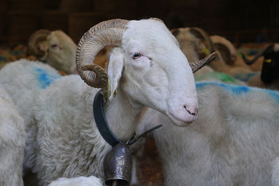Close-up of sheep