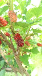 Close-up of strawberry growing on tree