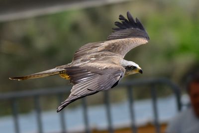 Falcon flying outdoors during sunny day