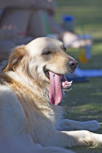 Close-up of dog sticking out tongue