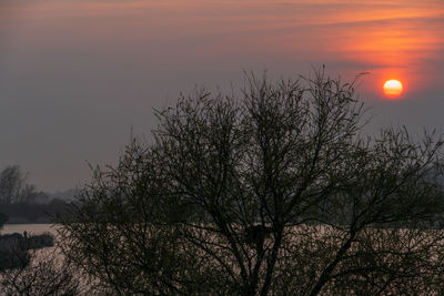 Silhouette plants against sky during sunset