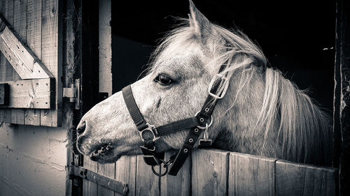 Close-up of horse