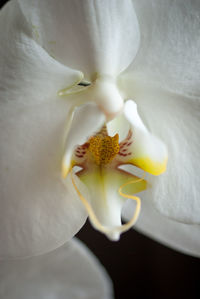 Close-up of white orchid