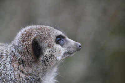 Close-up of a meerkat