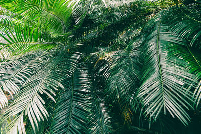 Low angle view of palm tree