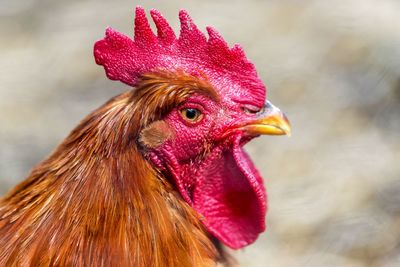 Close-up of rooster