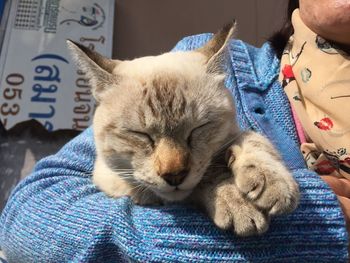 Close-up of cat sleeping