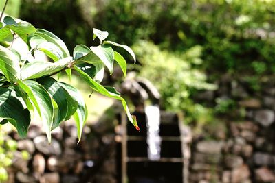 Close-up of fresh green plant