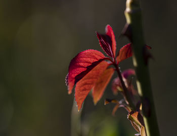 Close-up of red flowering plant