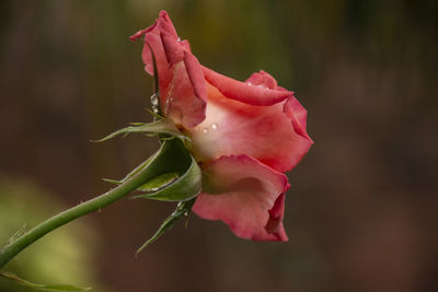 Close-up of pink rose