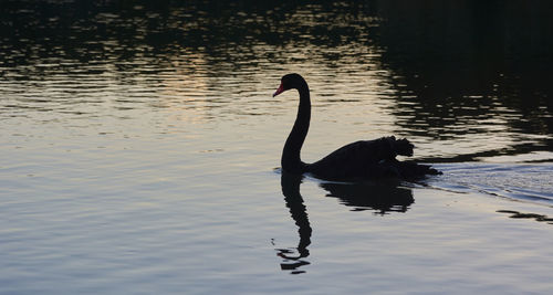 Black swan swimming on lake during sunset