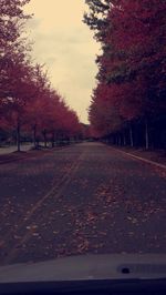 Surface level of road along trees