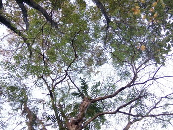 Low angle view of trees against sky
